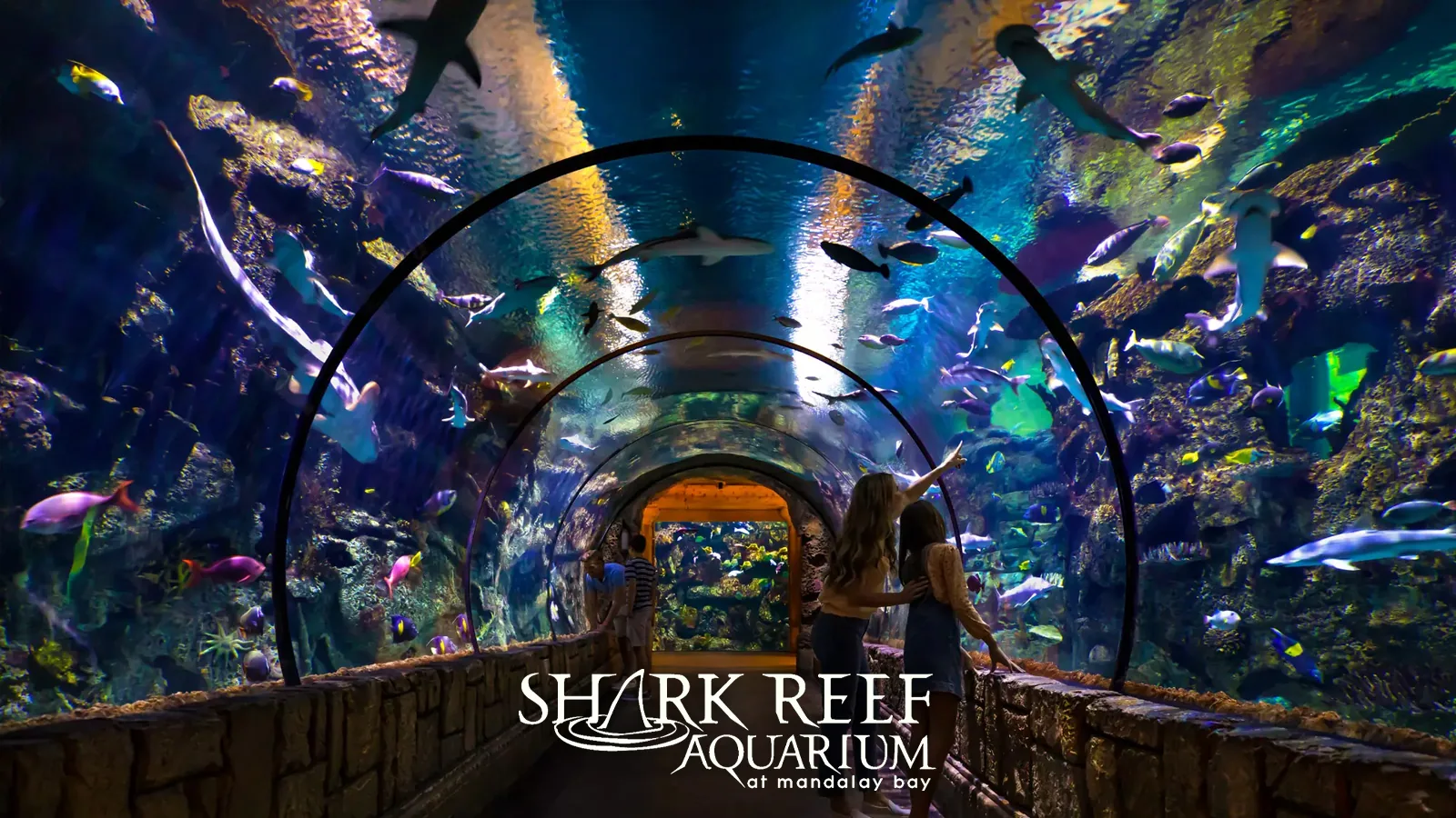 Shark Reef Aquarium