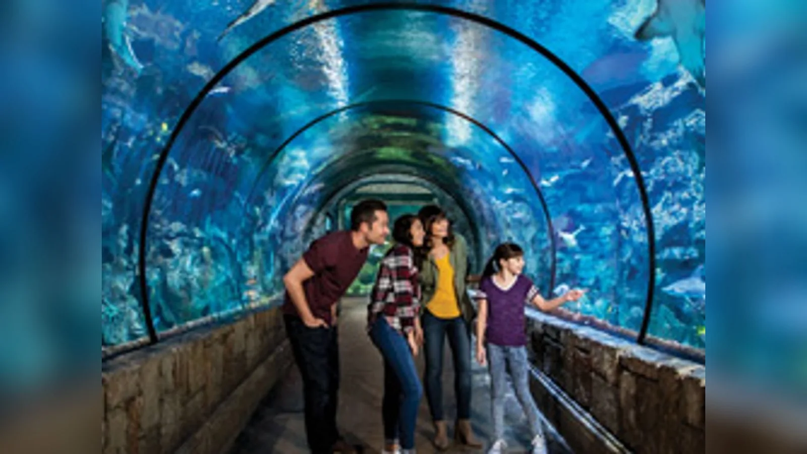 Shark Reef Aquarium