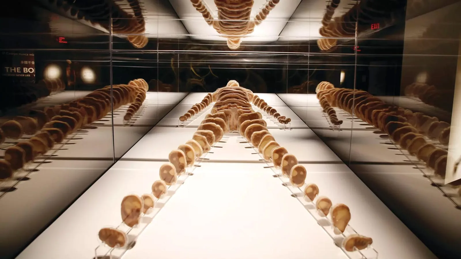 Bodies - The Exhibition