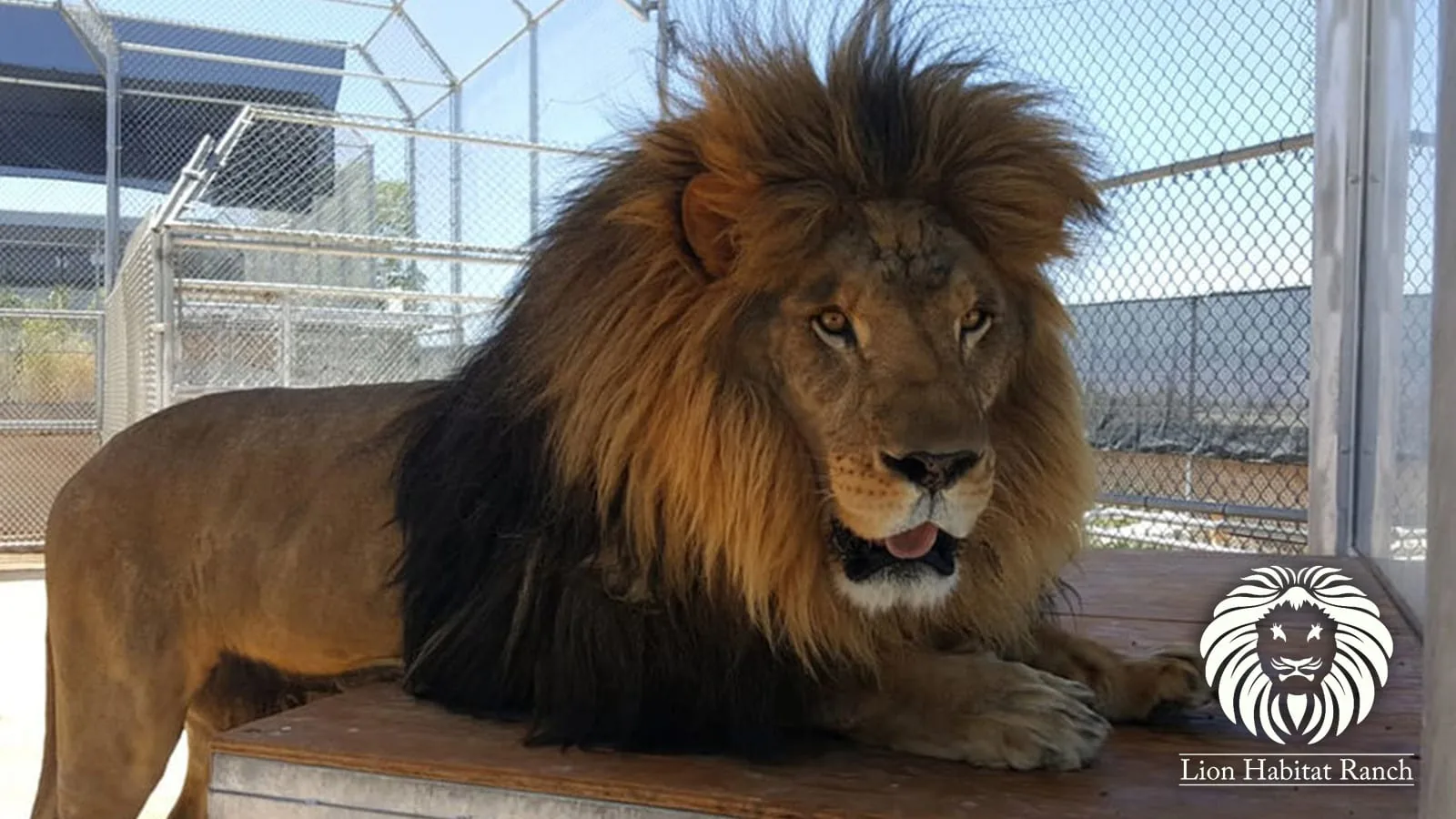 Lion Habitat Ranch